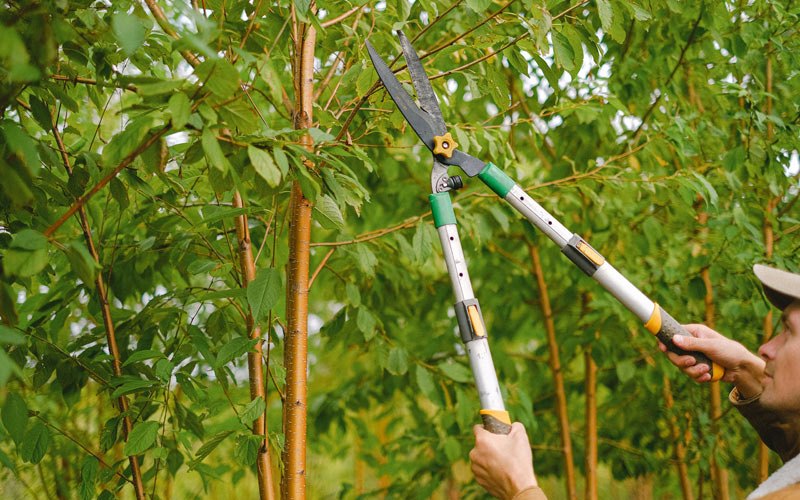 Tree trimming in Blairsburg, IA